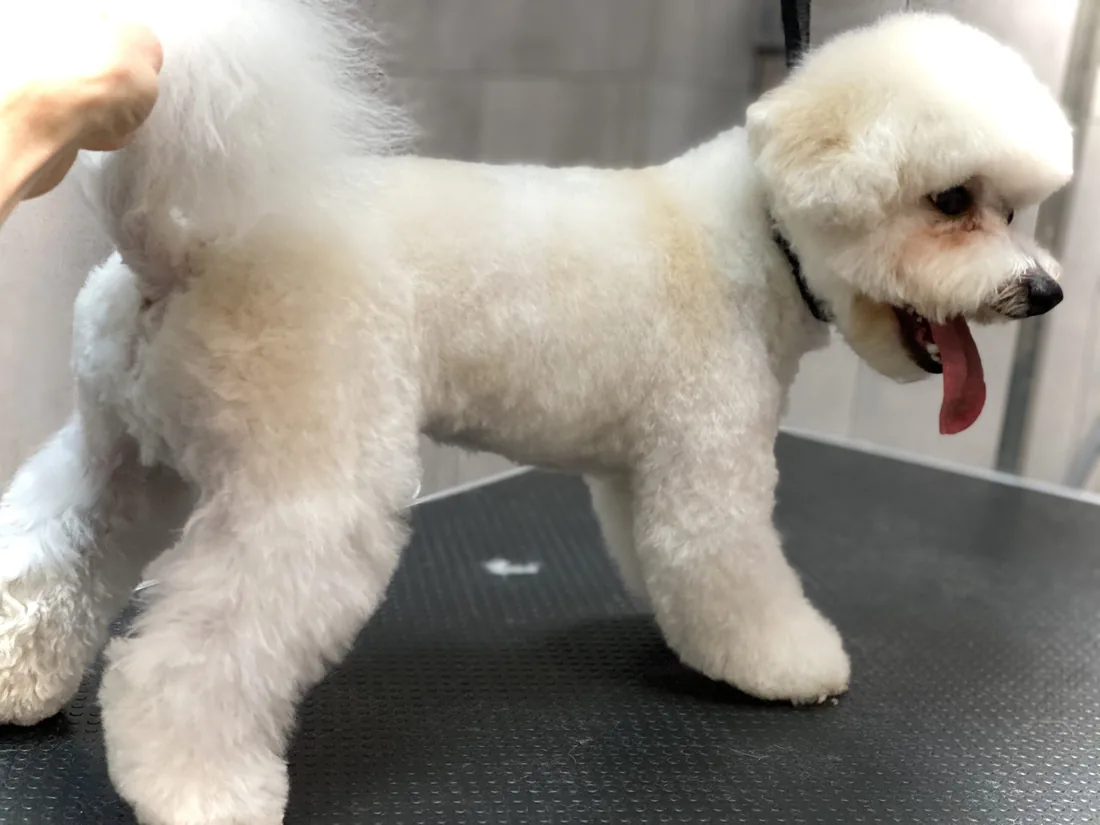 Groomer podczas pracy nad fryzurą bichon frise