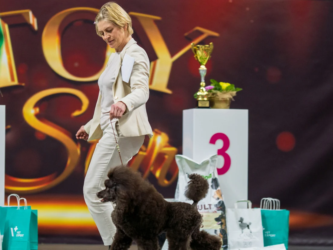 Właścicielka Salonu FIDO prezentuje pudla na wystawie psów rasowych