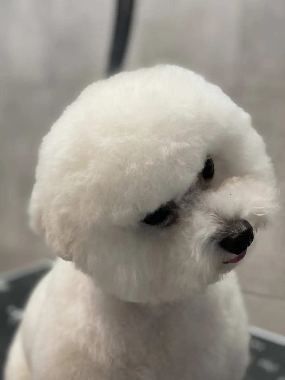 Bichon frise — fryzura wg wzorca rasy