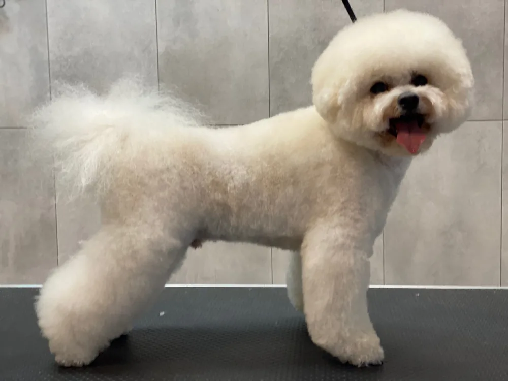 Bichon frise po strzyżeniu w Salonie FIDO