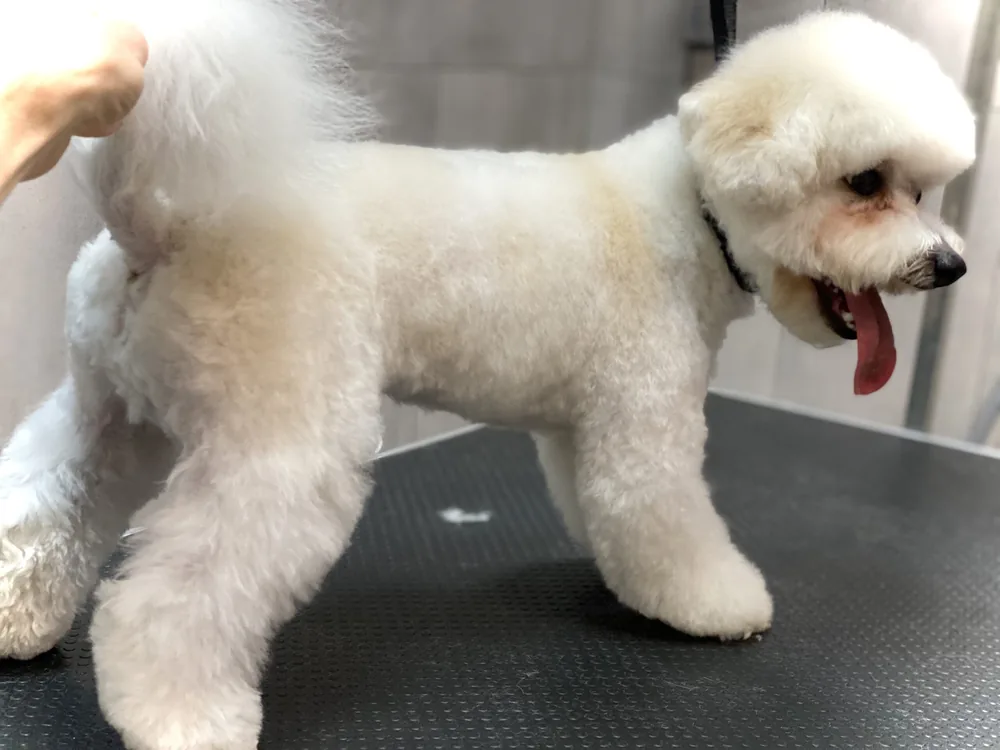 Bichon frise podczas modelowania po kąpieli