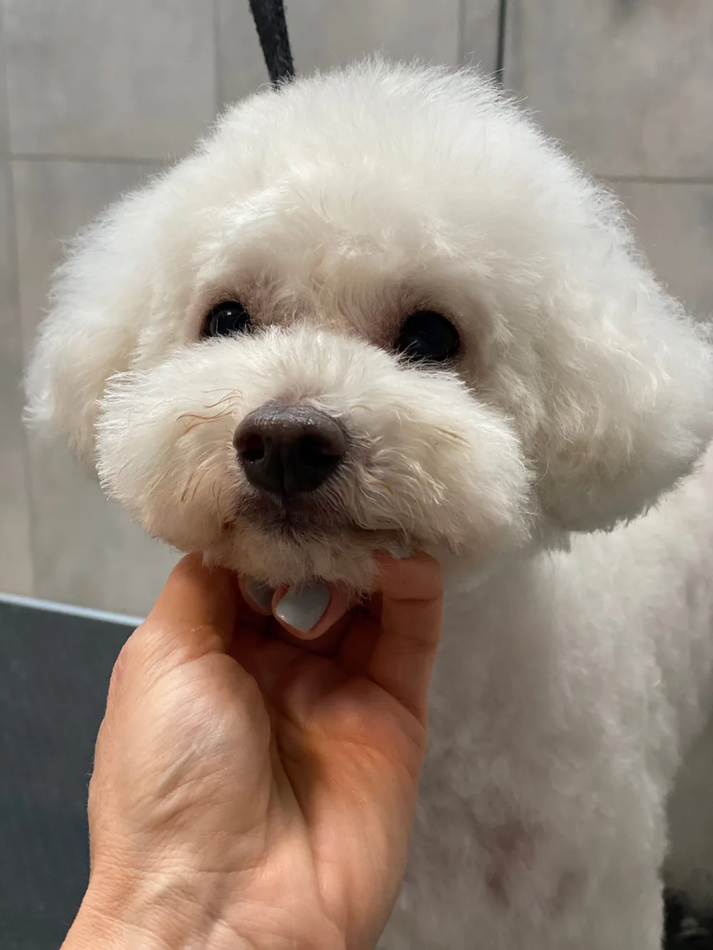 Bichon frise w dłoniach groomera