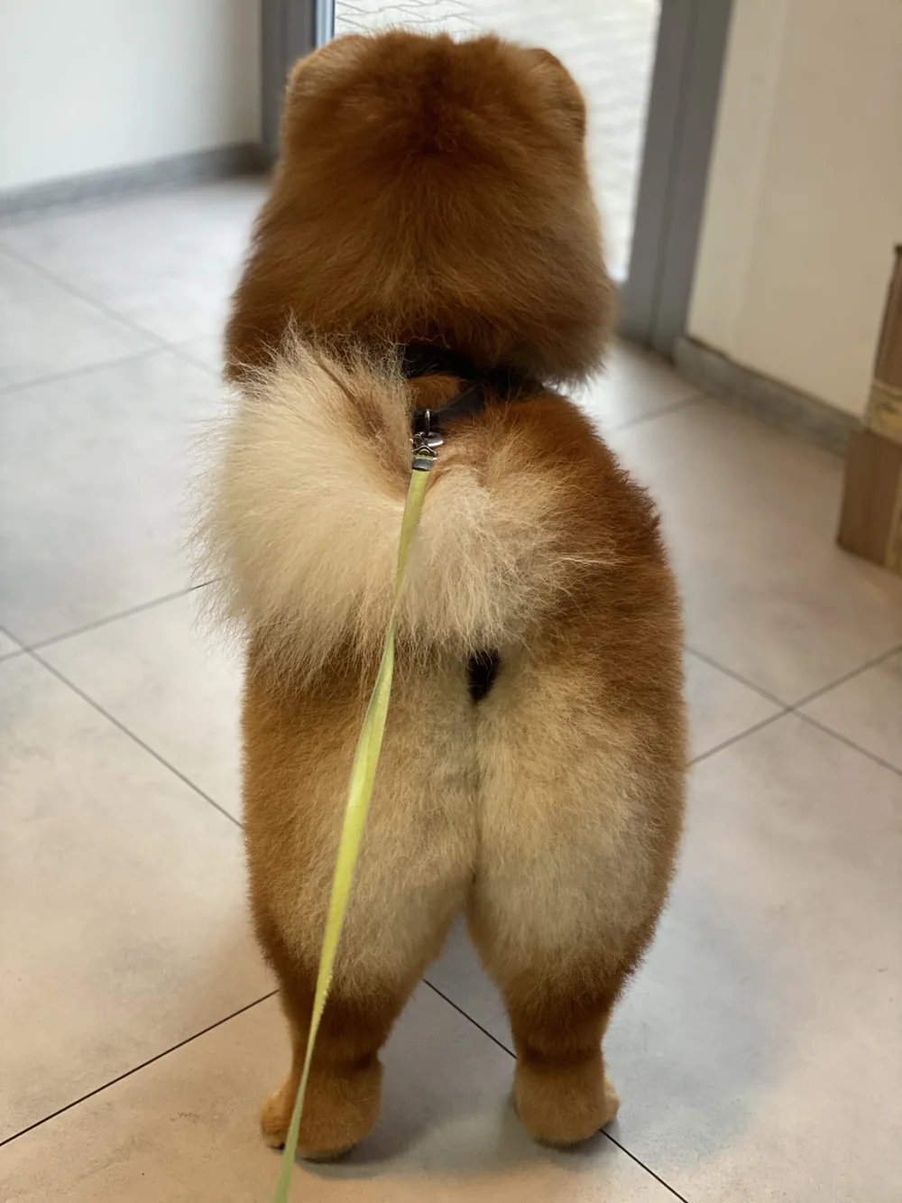 Chow chow po wyczesaniu podszerstka