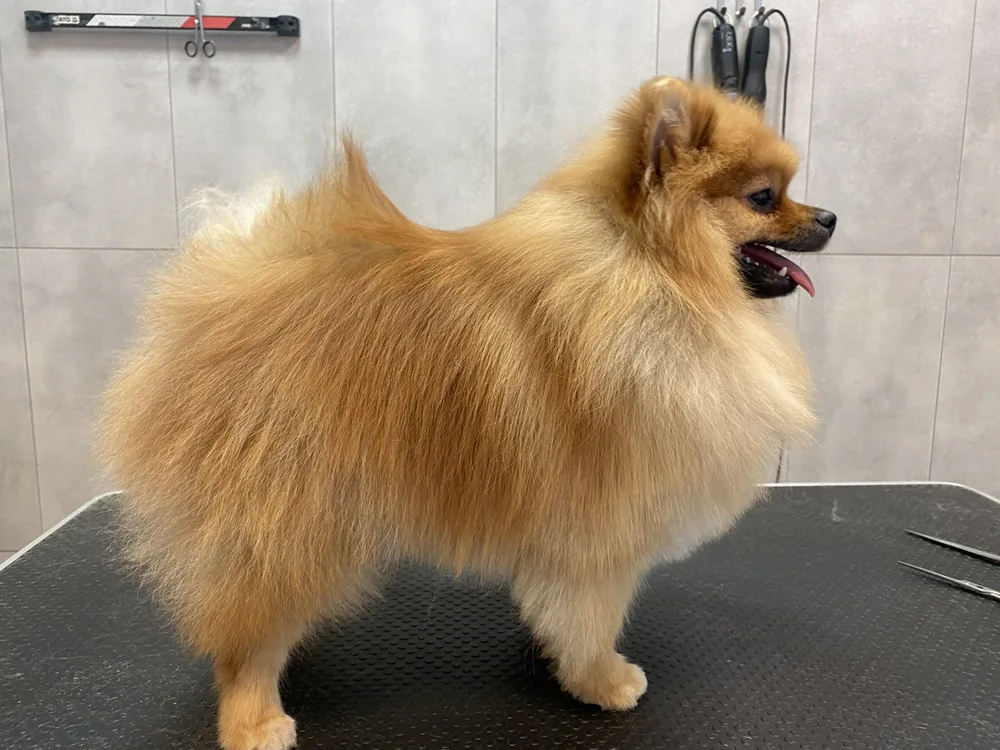 Pomeranian po kąpieli i wysuszeniu