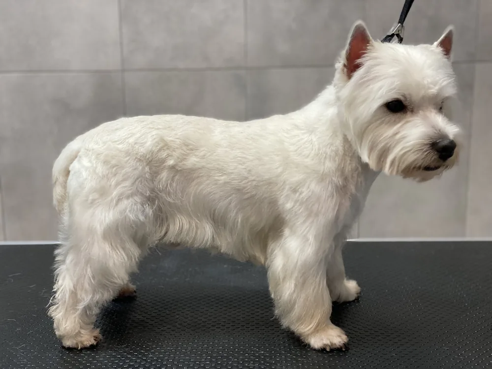 West highland white terrier po trymowaniu