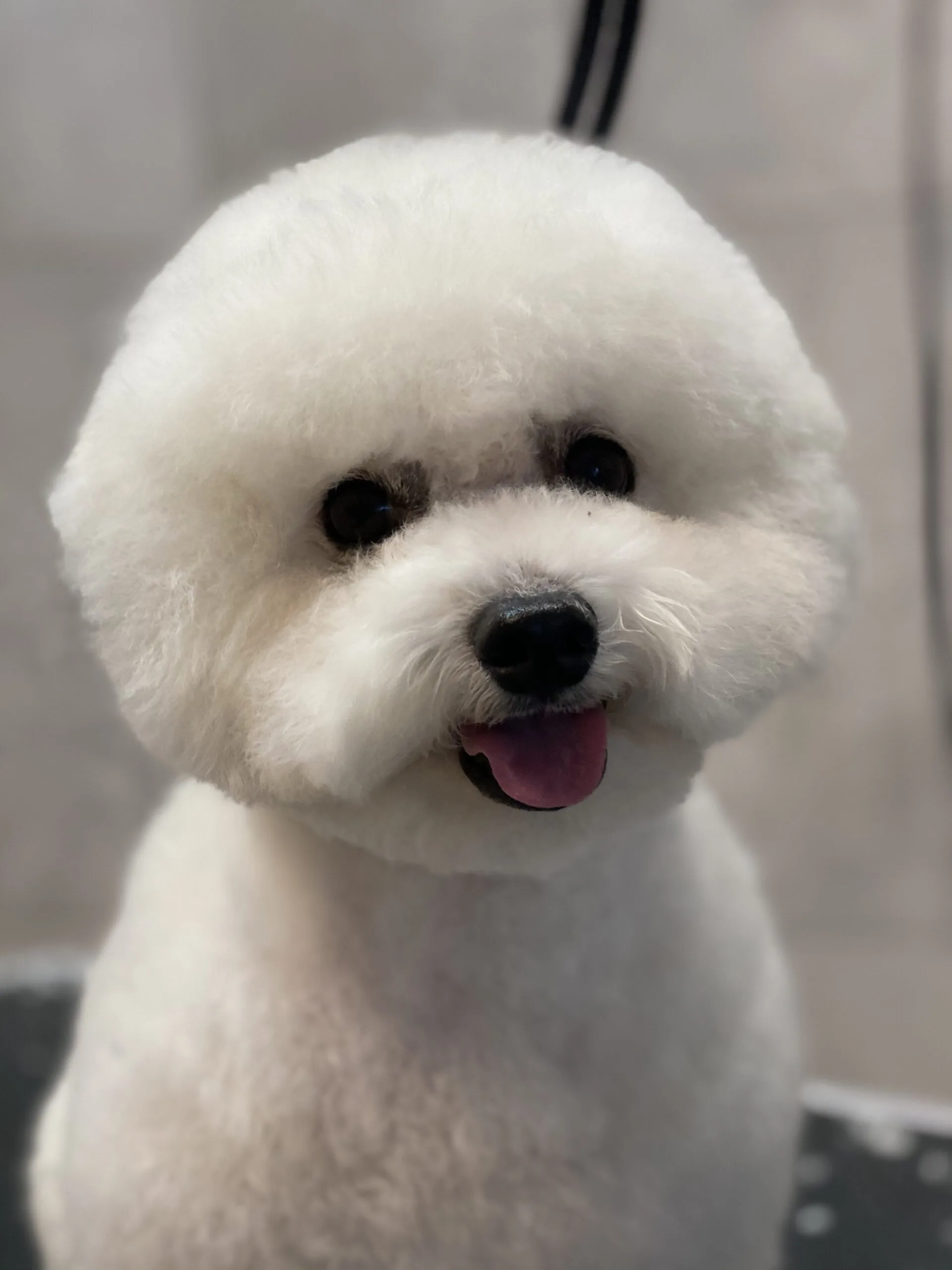 Bichon frise po pielęgnacji u psiego fryzjera w Poznaniu