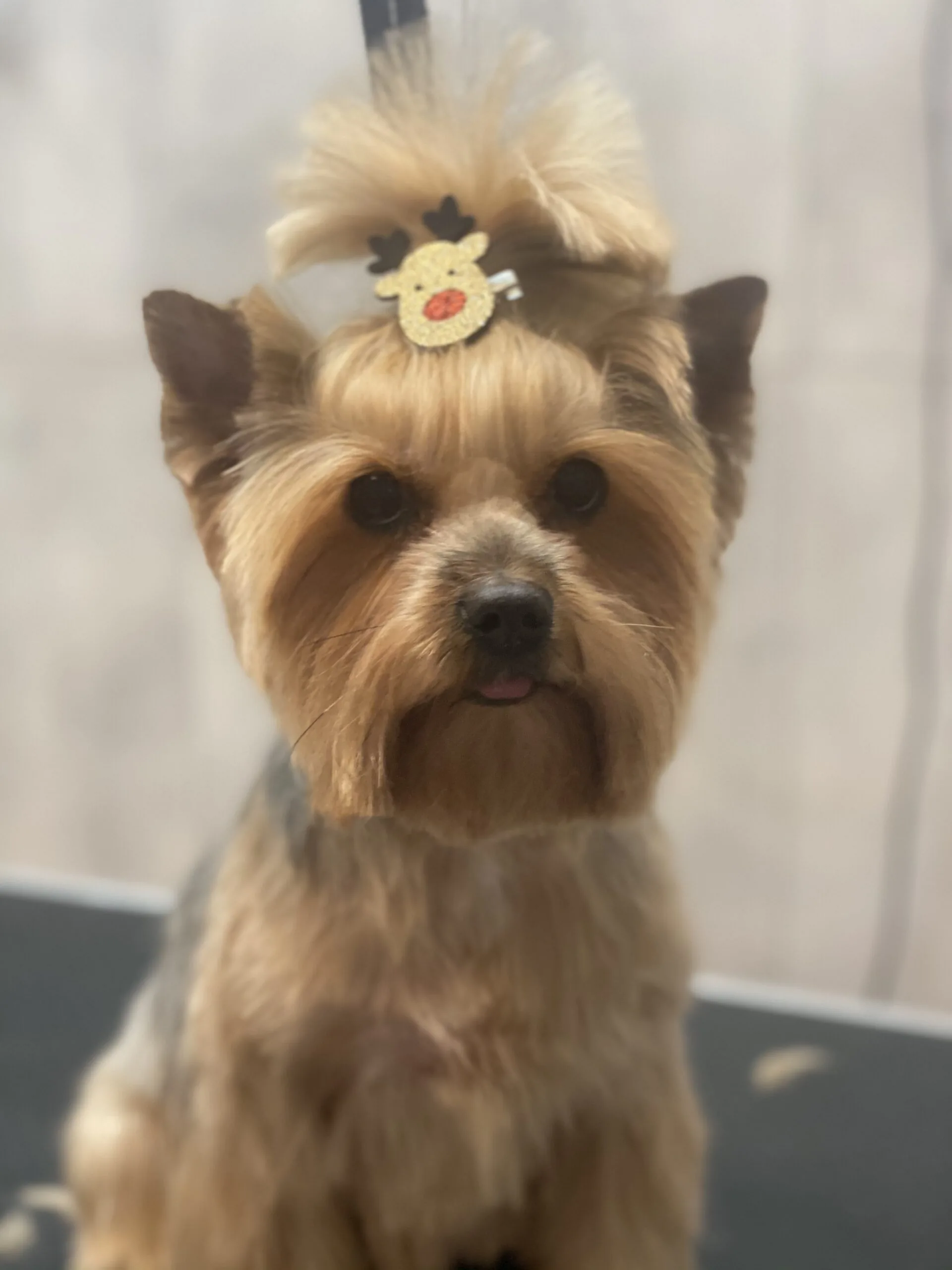 Yorkshire terrier po strzyżeniu w salonie FIDO na os. Zwycięstwa