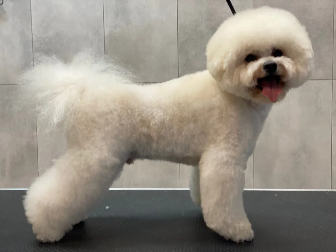 Strzyżenie bichon frise wg wzorca FCI w Poznaniu