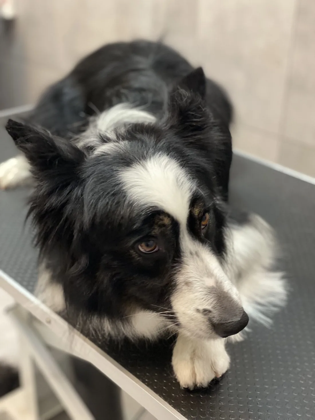 Border collie podczas wyczesywania martwego podszerstka